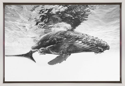 Humpback whale calf