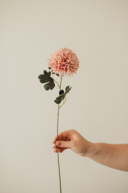 Chrysanthemum
