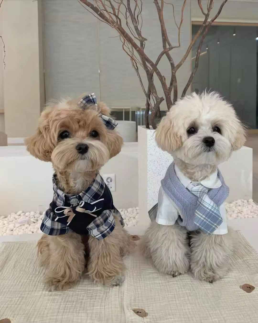 Fiona Set – Luxury Plaid Outfit Set for Dogs