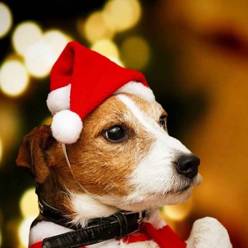 Classic Santa Dog Hat | Holiday Pet Hat Accessory