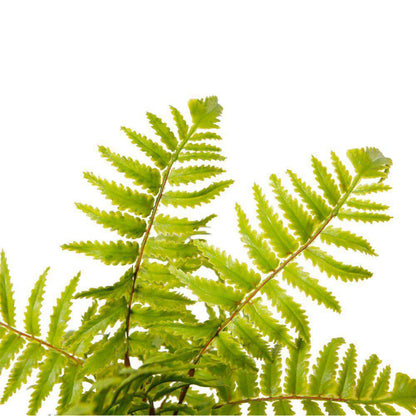 Bali Potted Faux Fern