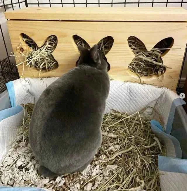 "Triple Bunny Head" Hay Feeder & Litter Box