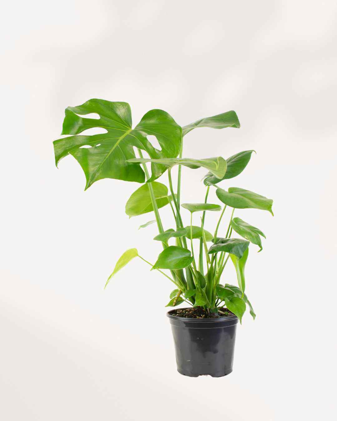Monstera Deliciosa - Swiss Cheese Plant Deliciosa