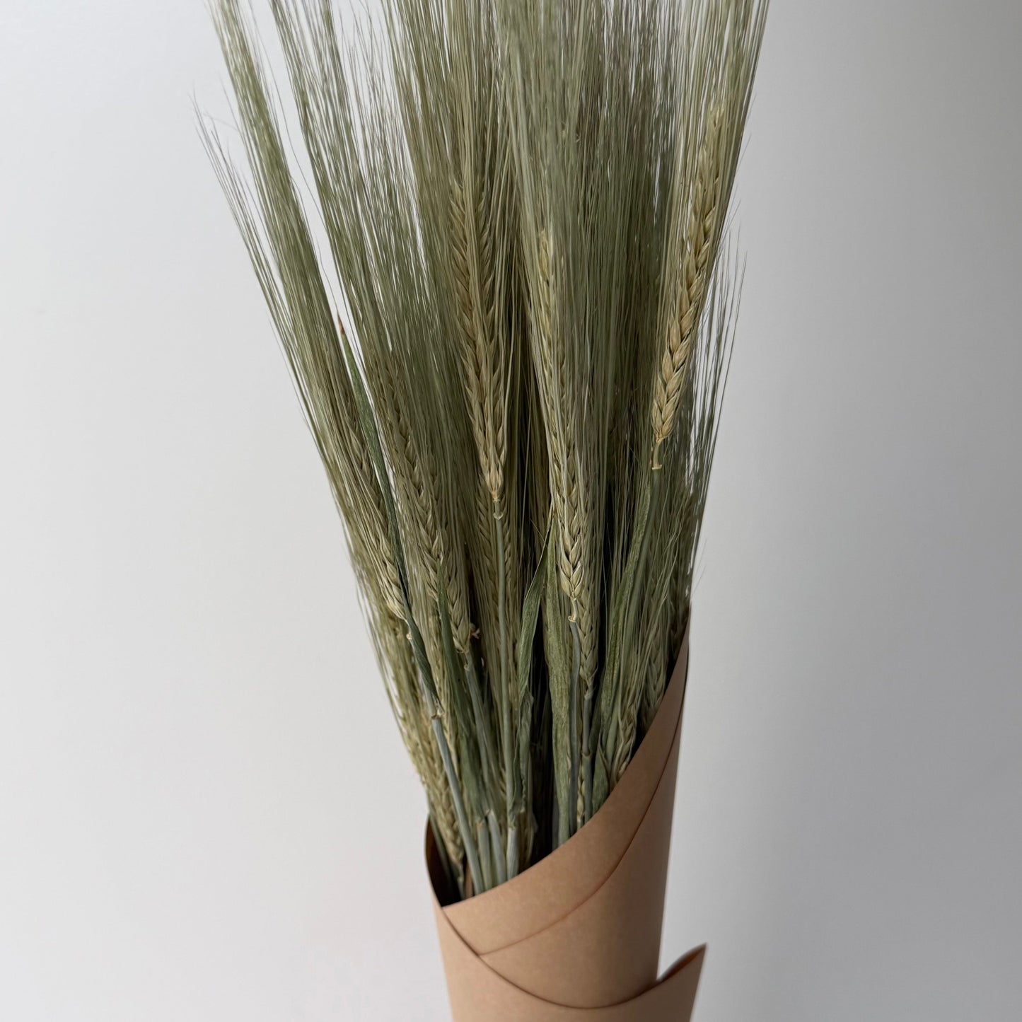 Orge