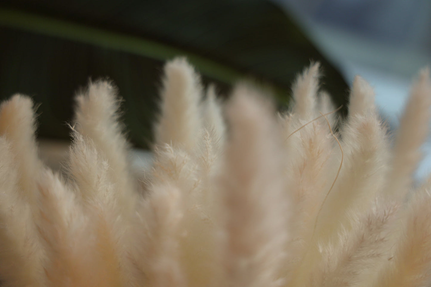 Beige Pampas Bouquet 26'' (Set Of 30)