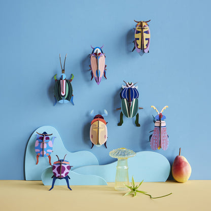 Striped Wing Beetle
