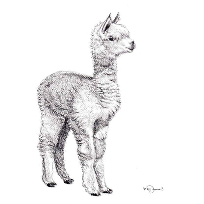 Adorable  alpaca - art print