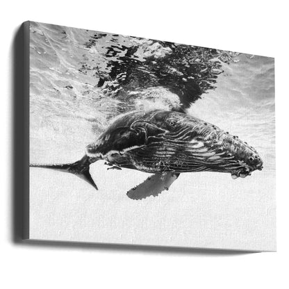 Humpback whale calf
