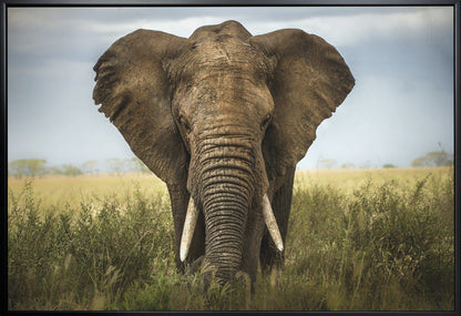 Wall art Encounters in Serengeti. Elephant