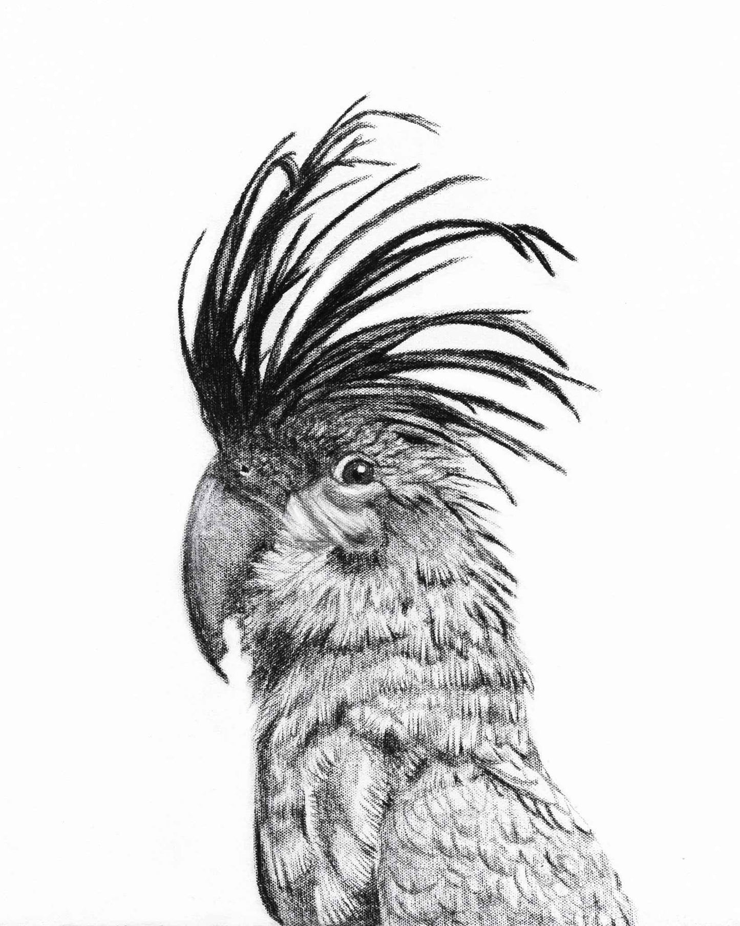 Cockatoo Portrait - wildlife art print