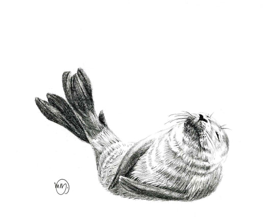 Cute Baby Seal Greeting Card