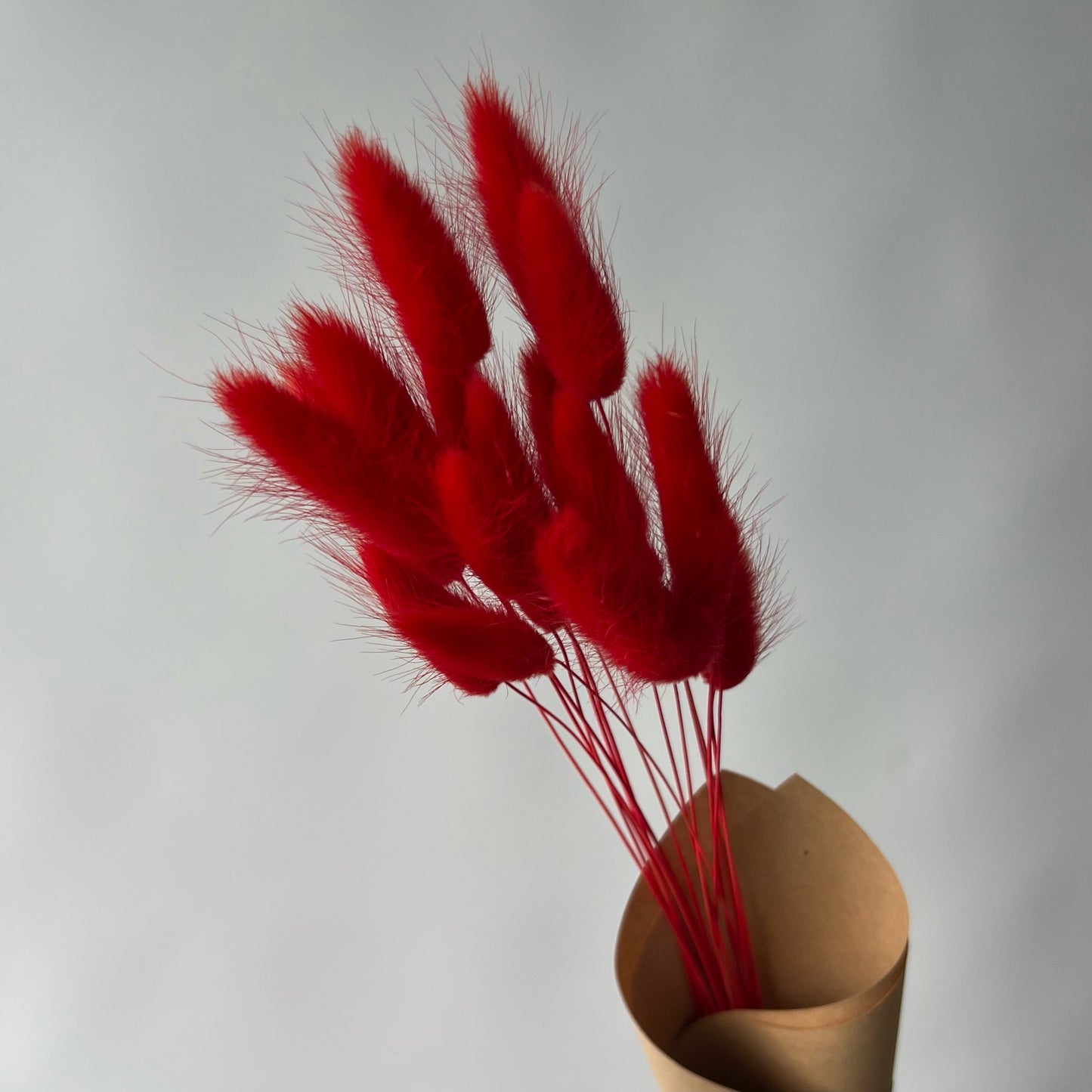 Lagurus rouges