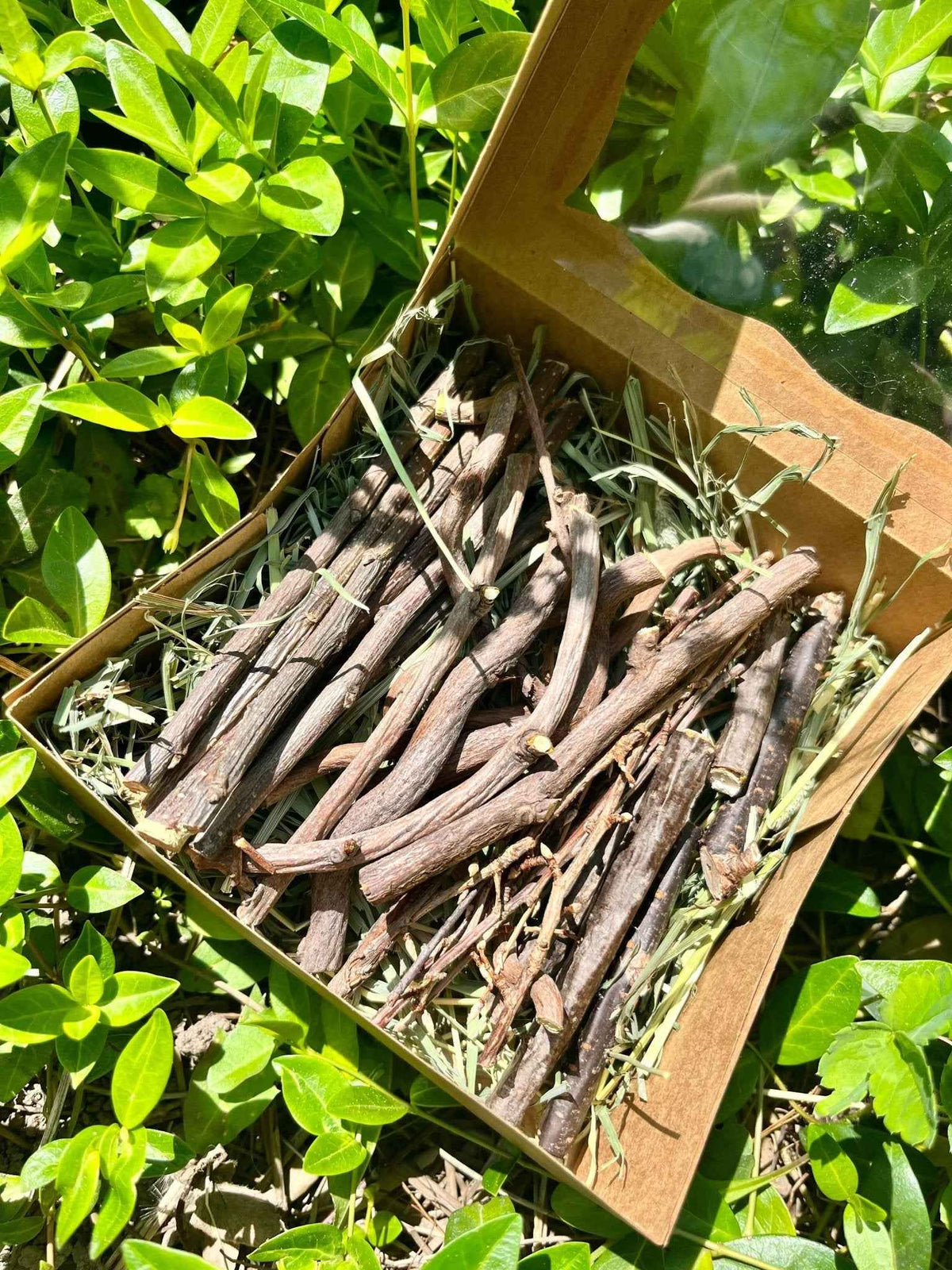 Bunny Chew Box: Apple, Kiwi, Currant & Gooseberry