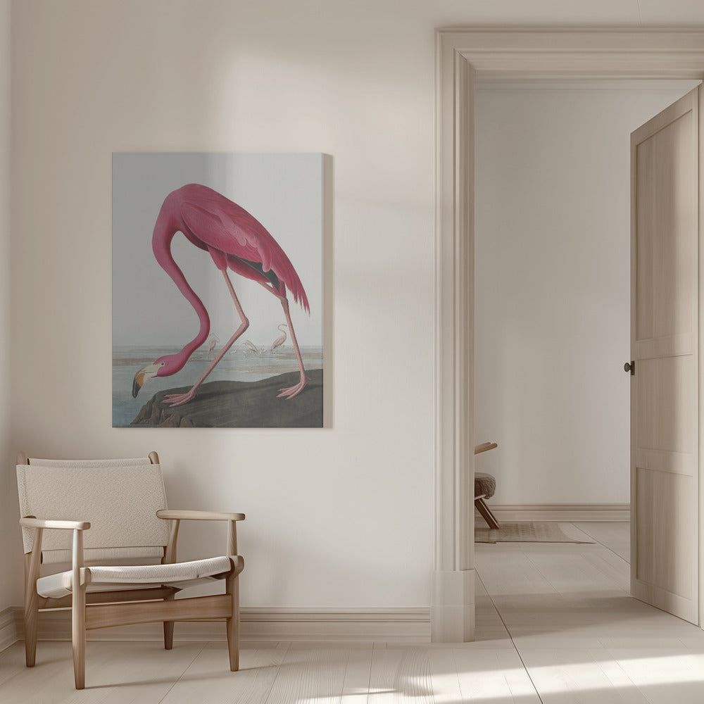 Pink Flamingo Ii From Birds of America (1827)