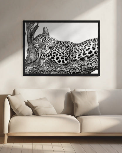 Time to rest Leopard