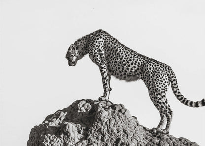 Wall Art the hunter
