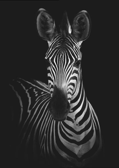 Wall Art The Zebra